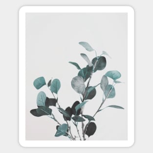 Eucalyptus, Plant, Leaf, Modern art, Wall art, Print, Minimalistic, Modern Sticker